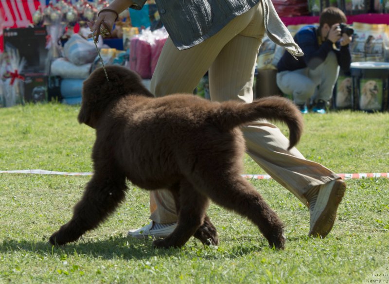 Фото: ньюфаундленд Velyke Malyatko Dnister
