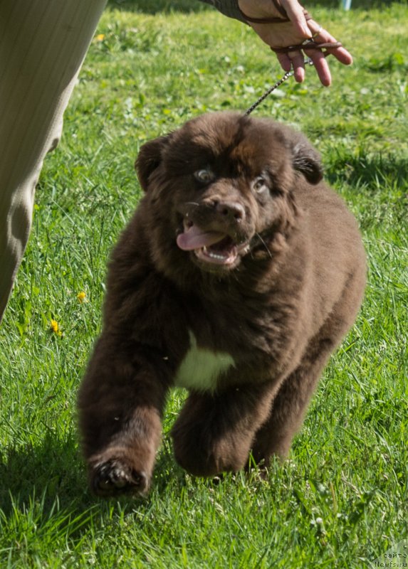 Фотография № 155480