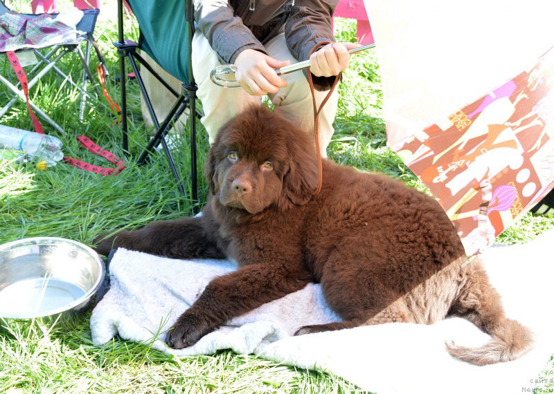 Фотография № 155481