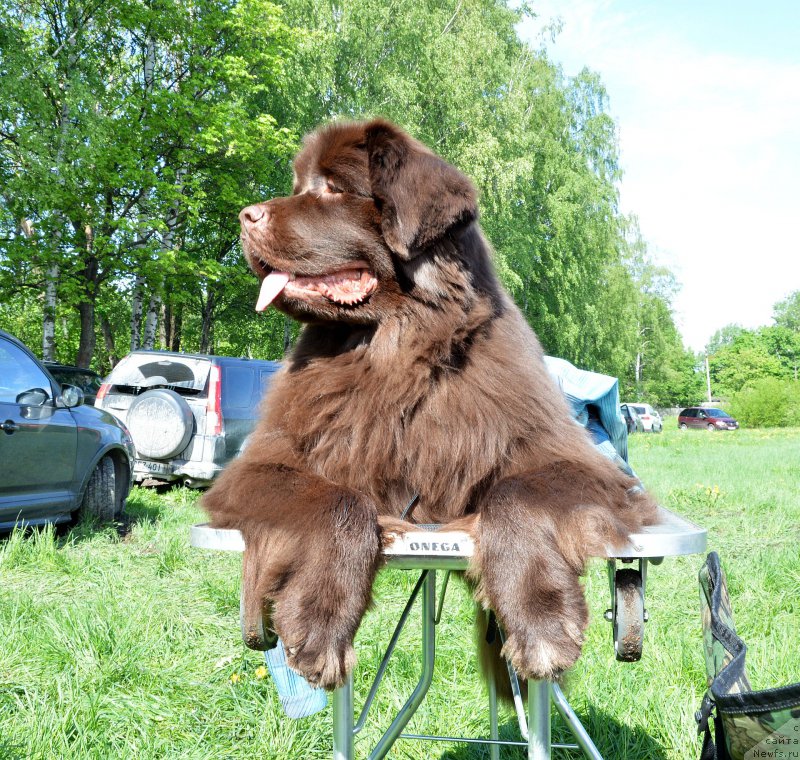 Фото: ньюфаундленд Aquatoriya Kelvin Heather Honey (Акватория Келвин Хизер Хани)