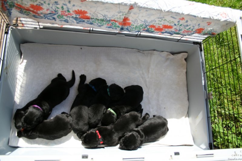 Фото: ньюфаундленд Chernaya Mafia Shake and Play (Черная Мафия Шаке анд Плау), ньюфаундленд Chernaya Mafia Shrodinger Theory (Черная Мафия Шродингер Тхеору), ньюфаундленд Chernaya Mafia Short and Sweet (Черная Мафия Шорт анд Свеет), ньюфаундленд Chernaya Mafia Shengen Visa (Черная Мафия Шенген Виза), ньюфаундленд Chernaya Mafia She is a Lady (Черная Мафия Ше ис а Ладу), ньюфаундленд Chernaya Mafia Shape of my Heart (Черная Мафия Шапе оф му Хеарт), ньюфаундленд Chernaya Mafia Shot in the Dark (Черная Мафия Шот ин тхе Дарк)