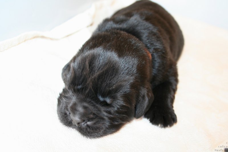 Фото: ньюфаундленд Chernaya Mafia Shengen Visa (Черная Мафия Шенген Виза)