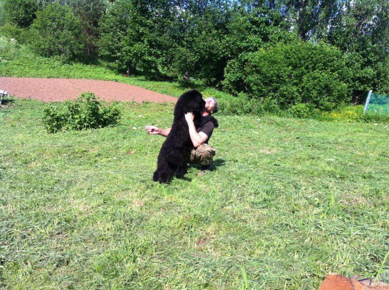 Фото: ньюфаундленд YAlta Kryimskaya Krasavica (Ялта Крымская Красавица)