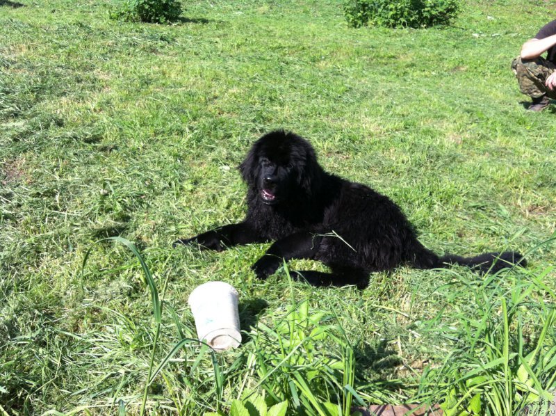 Фото: ньюфаундленд YAlta Kryimskaya Krasavica (Ялта Крымская Красавица)