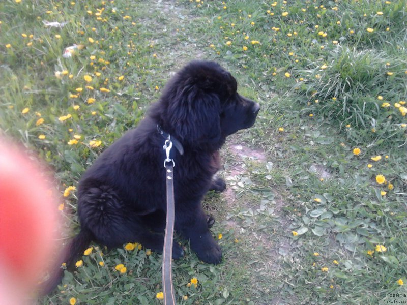 Фото: ньюфаундленд YArkiy Luch Schast'ya Baron (Яркий Луч Счастья Барон)