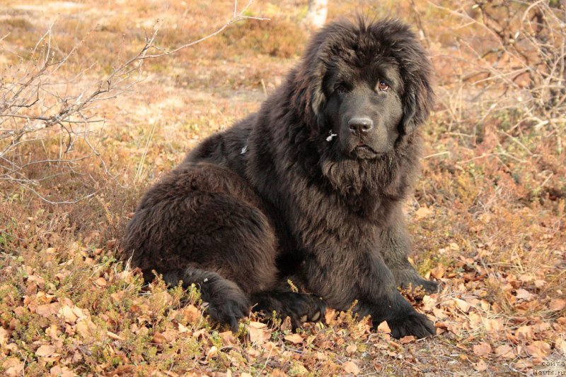 Фото: ньюфаундленд Anabelle Kvin of zye Mountayns (Анабелле Квин оф зэ Моунтайнс)