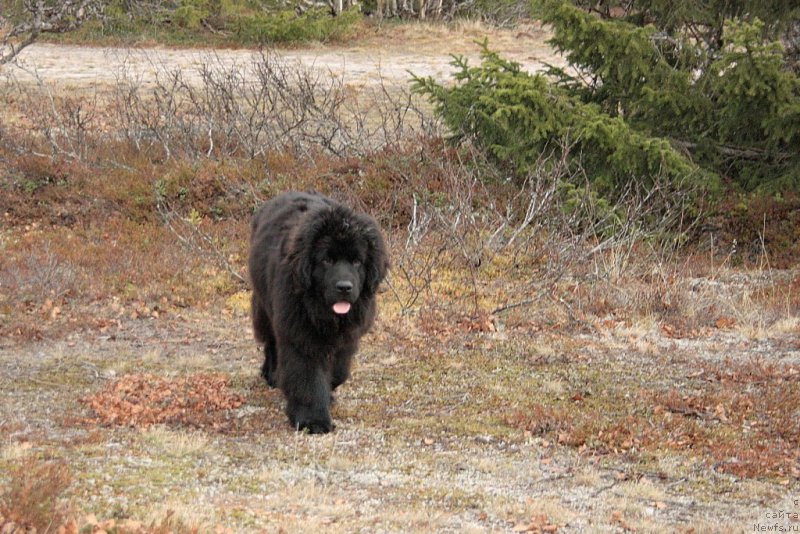 Фото: ньюфаундленд Anabelle Kvin of zye Mountayns (Анабелле Квин оф зэ Моунтайнс)