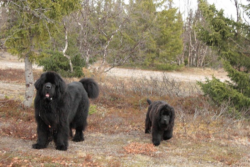 Фото: ньюфаундленд Beguschaya po Volnam Zero Kool (Бегущая по Волнам Зеро Коол), ньюфаундленд Anabelle Kvin of zye Mountayns (Анабелле Квин оф зэ Моунтайнс)