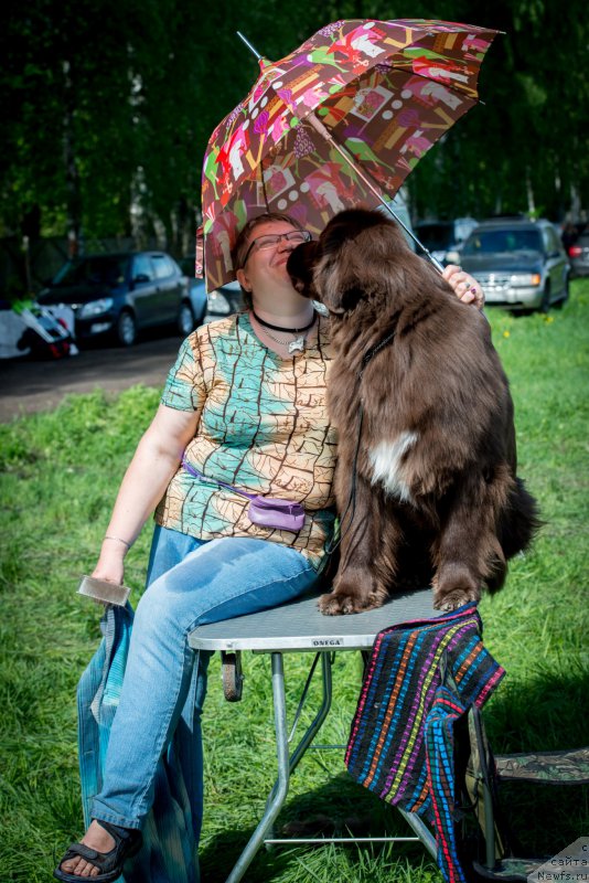 Фото: ньюфаундленд Aquatoriya Kelvin Heather Honey (Акватория Келвин Хизер Хани), Ekaterina Benken (Екатерина Бенкен)