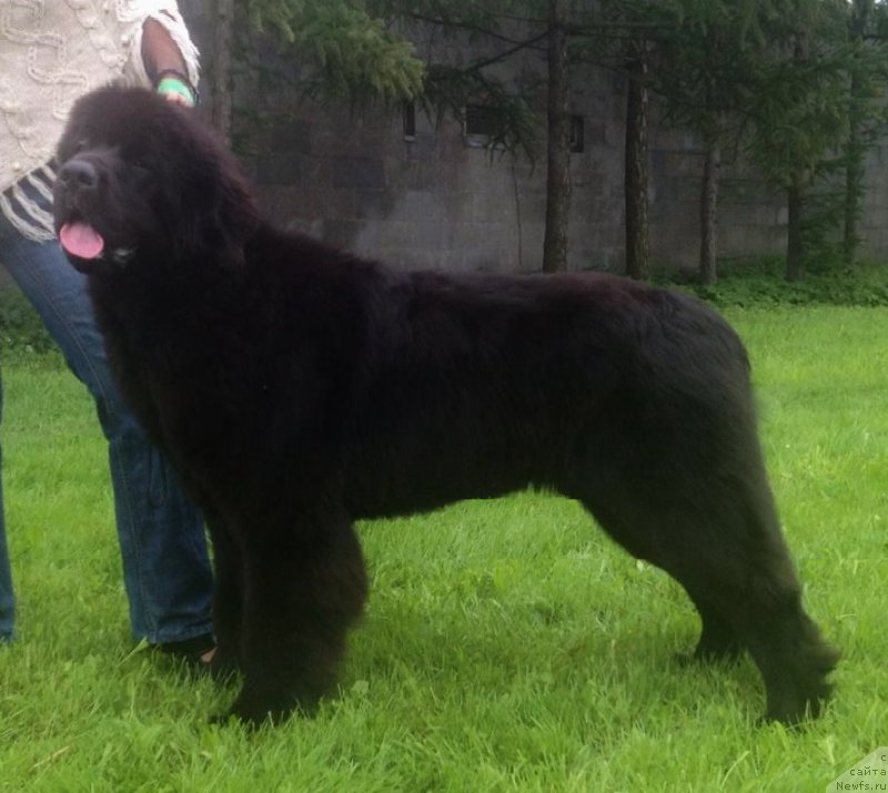 Фото: ньюфаундленд Smigar Legenda Vesny (Смигар Легенда Весны)