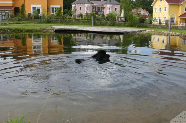 Фото: ньюфаундленд Sladkaya Moya ot Sibirskogo Medvedya (Сладкая Моя от Сибирского Медведя)