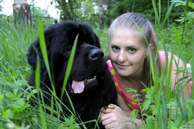 Фото: ньюфаундленд Akvatoriya Kelvin SHedevr (Акватория Келвин Шедевр)