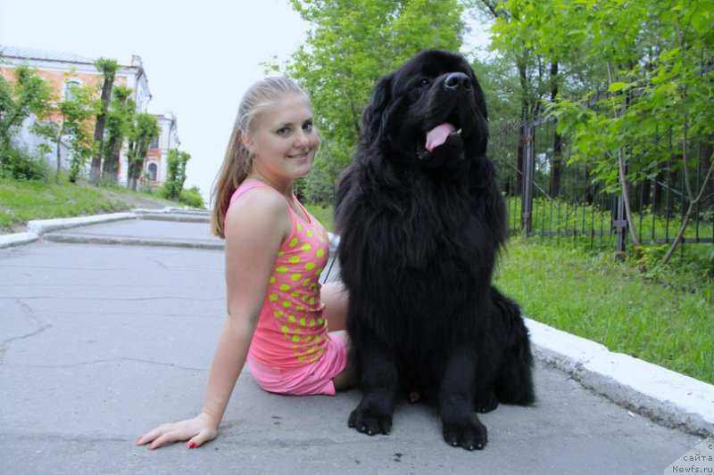 Фото: ньюфаундленд Akvatoriya Kelvin SHedevr (Акватория Келвин Шедевр)