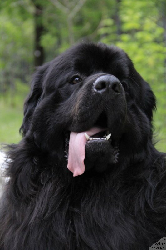 Фото: ньюфаундленд Akvatoriya Kelvin SHedevr (Акватория Келвин Шедевр)