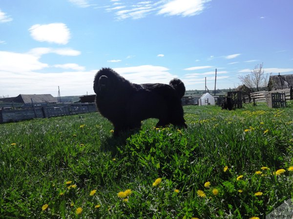 Фото: ньюфаундленд N'yufort Carica Nochi (Ньюфорт Царица Ночи)