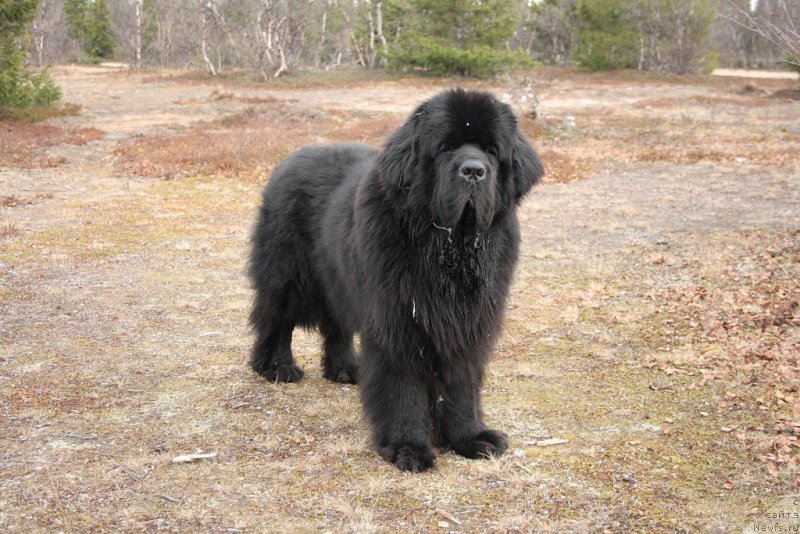 Фото: ньюфаундленд Beguschaya po Volnam Zero Kool (Бегущая по Волнам Зеро Коол)