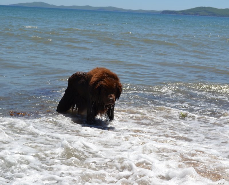 Фото: ньюфаундленд Arkadiya Vivat Arbona (Аркадия Виват Арбона)