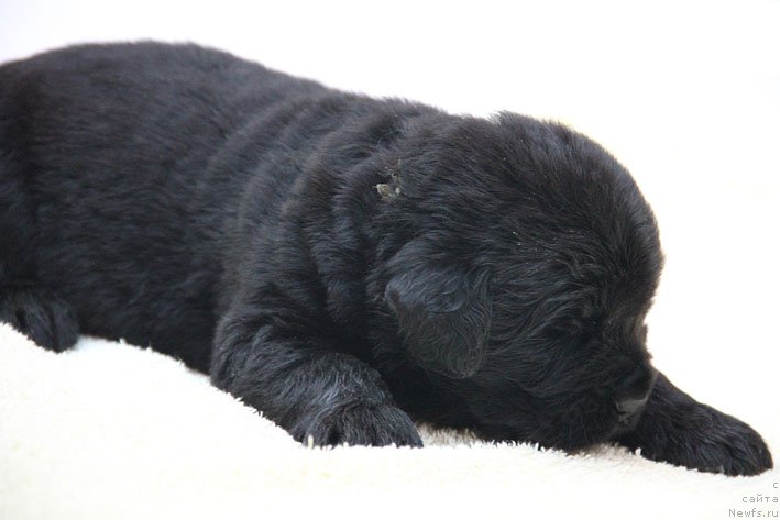 Фото: ньюфаундленд Yalianna s Berega Dona (Ялианна с Берега Дона)