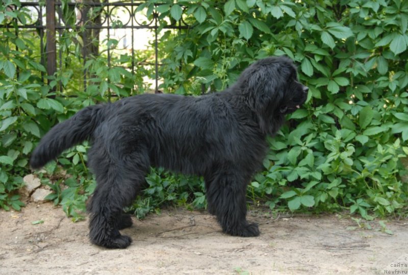 Фото: ньюфаундленд Sent Djons YEdem in may Heart (Сент Джонс Эдем ин май Хеарт)