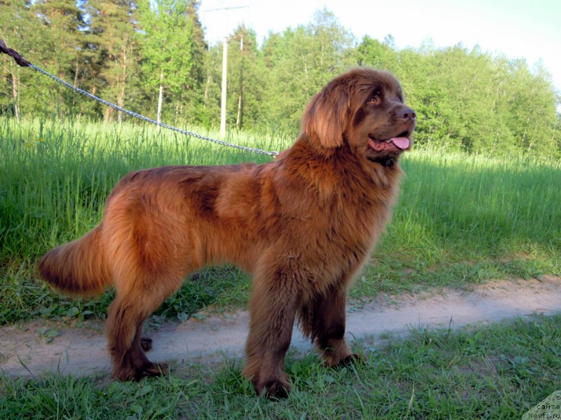 Фото: ньюфаундленд Fann'yuf Anna Barbara Iuliya (Фанньюф Анна Барбара Иулия)