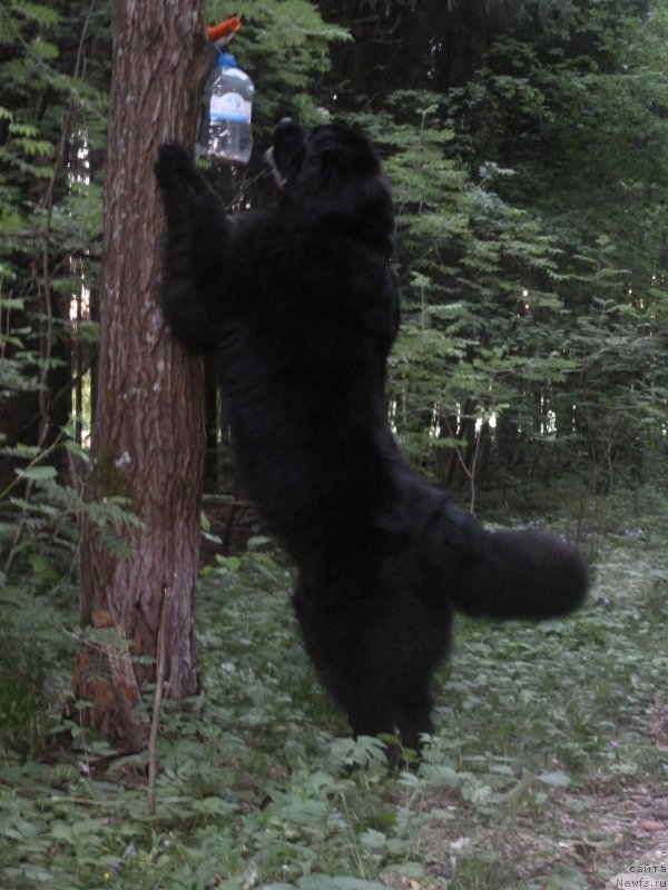Фото: ньюфаундленд Na Grebne Volnyi Korolevskiy Syin (На Гребне Волны Королевский Сын)
