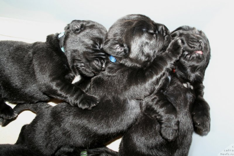 Фото: ньюфаундленд Chernaya Mafia Shot in the Dark (Черная Мафия Шот ин тхе Дарк), ньюфаундленд Chernaya Mafia Shake and Play (Черная Мафия Шаке анд Плау), ньюфаундленд Chernaya Mafia Short and Sweet (Черная Мафия Шорт анд Свеет)