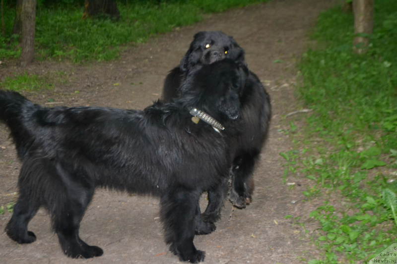 Фото: ньюфаундленд Lepestok Lilii (Лепесток Лилии), ньюфаундленд Lemyuyel' Derien (Лемюэль Дериен)
