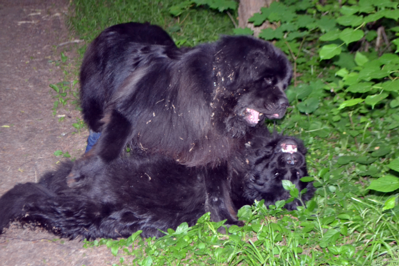 Фото: ньюфаундленд Lepestok Lilii (Лепесток Лилии), ньюфаундленд Lemyuyel' Derien (Лемюэль Дериен)