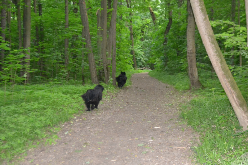 Фото: ньюфаундленд Lepestok Lilii (Лепесток Лилии), ньюфаундленд Lemyuyel' Derien (Лемюэль Дериен)