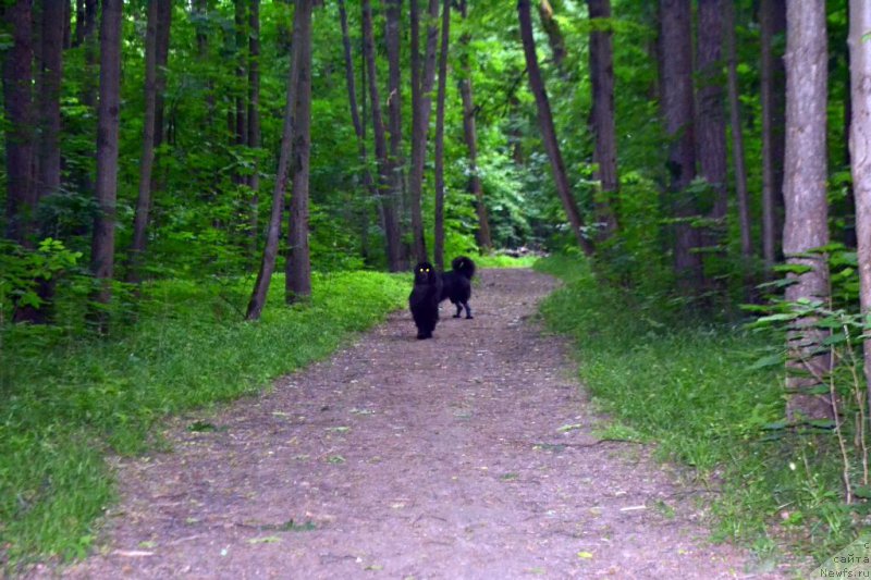 Фото: ньюфаундленд Lepestok Lilii (Лепесток Лилии), ньюфаундленд Lemyuyel' Derien (Лемюэль Дериен)