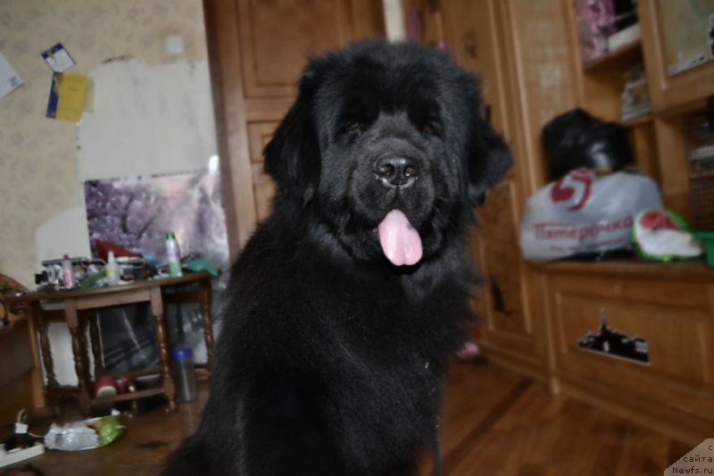 Фото: ньюфаундленд Lepestok Lilii (Лепесток Лилии)