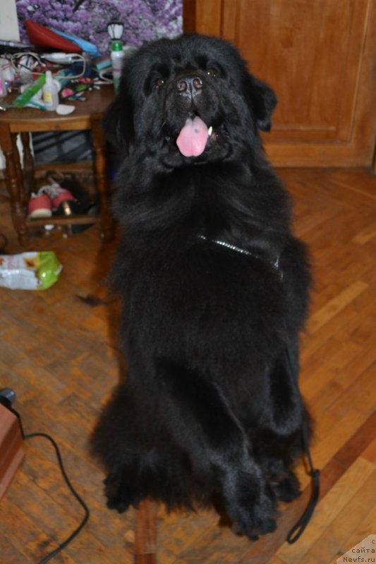 Фото: ньюфаундленд Lepestok Lilii (Лепесток Лилии)