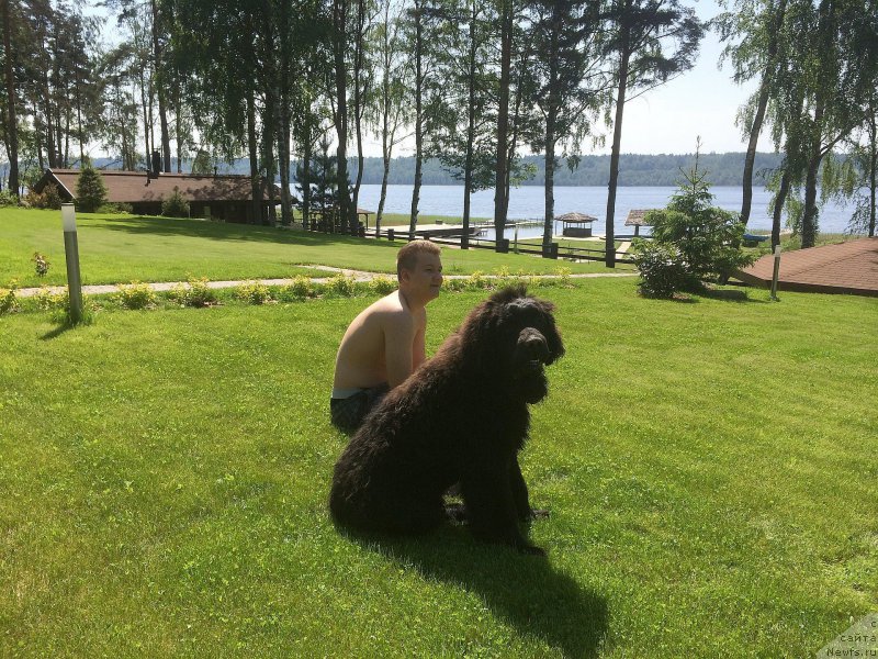 Фото: ньюфаундленд Smigar Uchenik CHarodeya (Смигар Ученик Чародея)