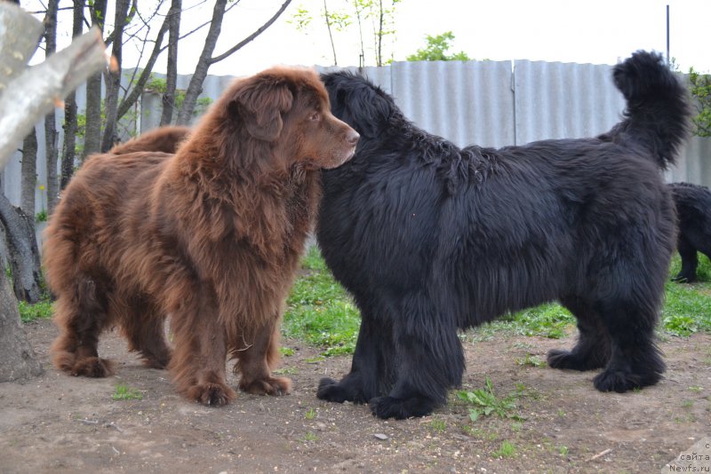 Фото: ньюфаундленд Arkadiya Vivat Arbona (Аркадия Виват Арбона), ньюфаундленд I'm Little Princess Midnight Bear