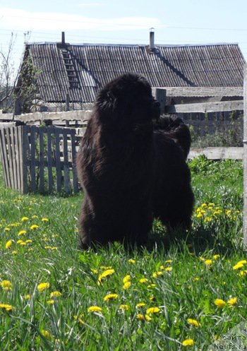 Фото: ньюфаундленд N'yufort Carica Nochi (Ньюфорт Царица Ночи)
