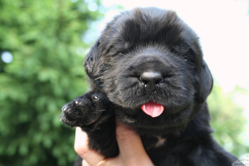 Фото: ньюфаундленд Chernaya Mafia Shot in the Dark (Черная Мафия Шот ин тхе Дарк)