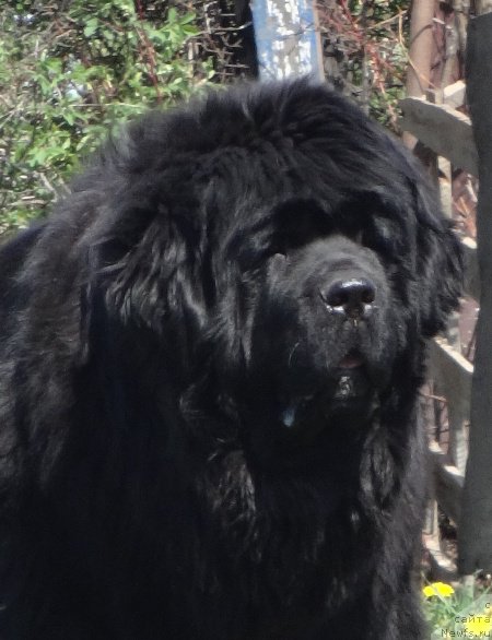 Фото: ньюфаундленд N'yufort Carica Nochi (Ньюфорт Царица Ночи)