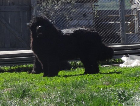 Фото: ньюфаундленд N'yufort Carica Nochi (Ньюфорт Царица Ночи)