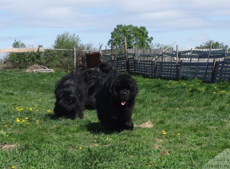 Фото: ньюфаундленд Promise To Love Midnight Bear (Promise To Love Midnight Bear)