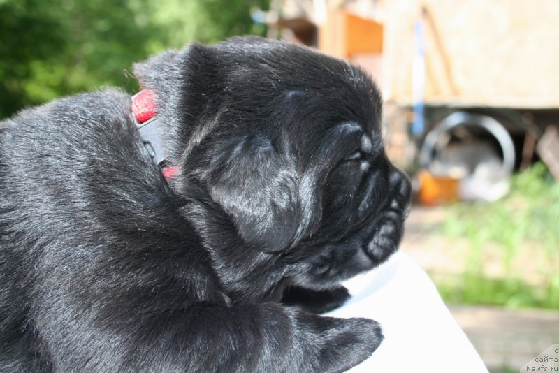 Фото: ньюфаундленд Chernaya Mafia Short and Sweet (Черная Мафия Шорт анд Свеет)