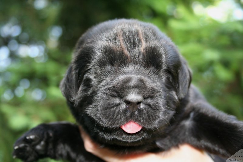 Фото: ньюфаундленд Chernaya Mafia She is a Lady (Черная Мафия Ше ис а Ладу)