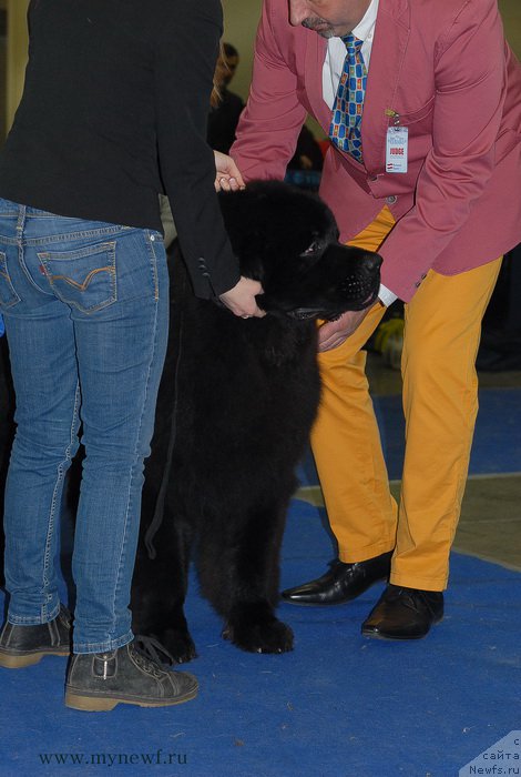 Фото: ньюфаундленд Sent Djons Zaferano (Сент Джонс Заферано)