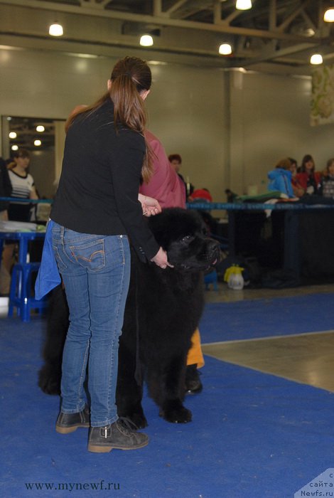 Фото: ньюфаундленд Sent Djons Zaferano (Сент Джонс Заферано)