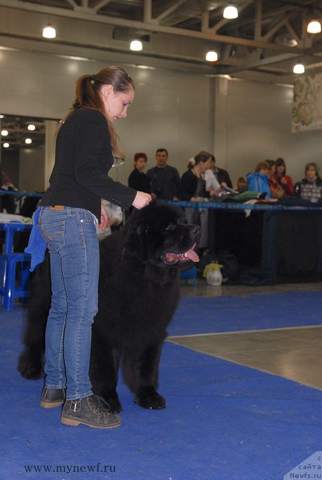 Фото: ньюфаундленд Sent Djons Zaferano (Сент Джонс Заферано)