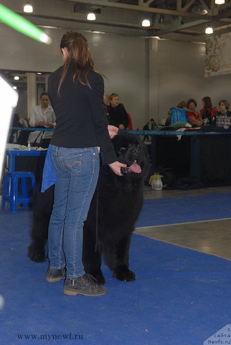 Фото: ньюфаундленд Sent Djons Zaferano (Сент Джонс Заферано)