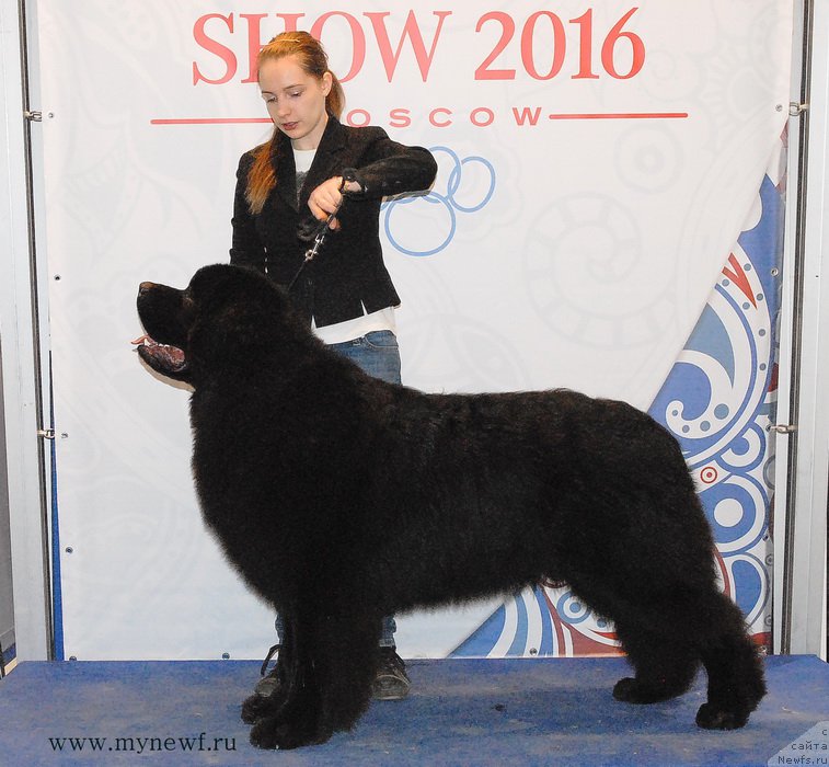 Фото: ньюфаундленд Sent Djons Zaferano (Сент Джонс Заферано)