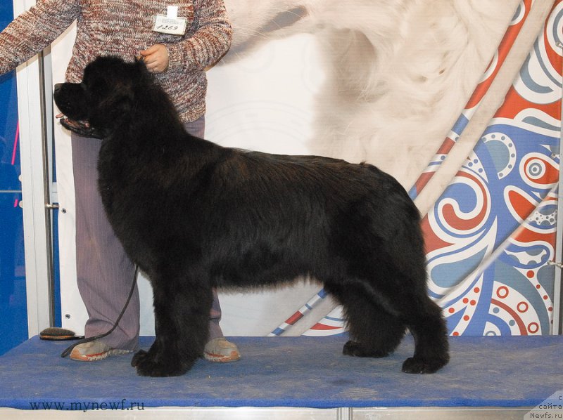 Фото: ньюфаундленд Sent Djons Bekoz Ay Love YU (Сент Джонс Бекоз Ай Лове Ю)