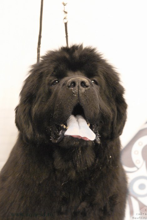 Фото: ньюфаундленд Sent Djons Bekoz Ay Love YU (Сент Джонс Бекоз Ай Лове Ю)