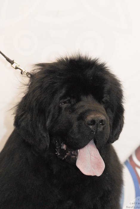 Фото: ньюфаундленд Sent Djons Bekoz Ay Love YU (Сент Джонс Бекоз Ай Лове Ю)