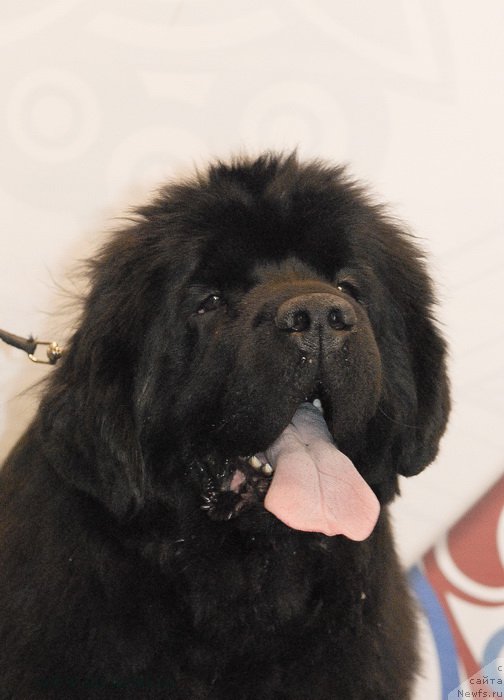 Фото: ньюфаундленд Sent Djons Bekoz Ay Love YU (Сент Джонс Бекоз Ай Лове Ю)